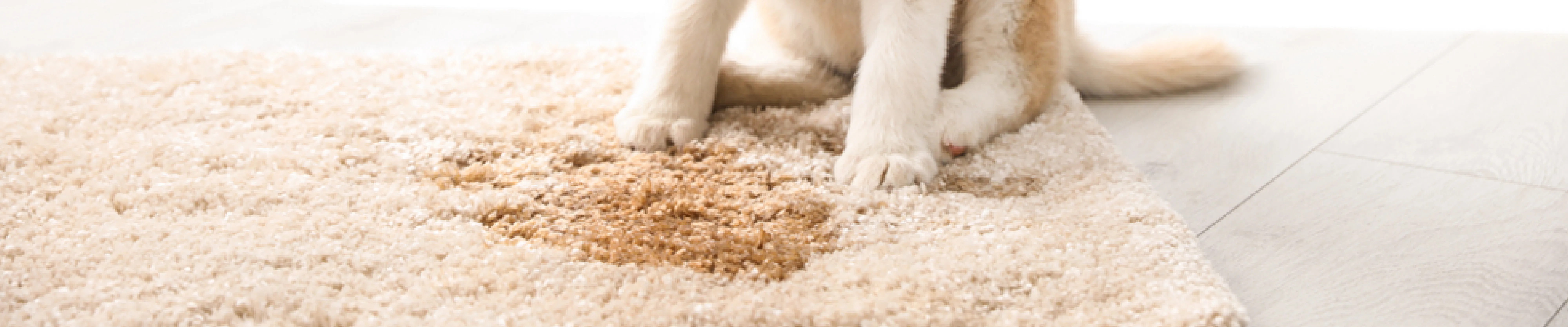 carpet cleaning in new jersey, carpet cleaning in new jersey, carpet cleaning new jersey, carpet cleaners in new jersey, carpet cleaners in new jersey, commercial carpet cleaning, commercial carpet cleaning in new jersey, new jersey rug cleaners, rug cleaning services in new jersey, same day carpet cleaning, same day rug cleaning